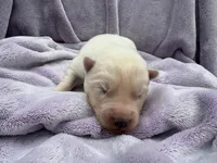 Frosty, a male Siberian Husky for sale in Virginia Beach, VA – 4 of 7