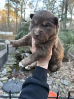 Cupid, a male Siberian Husky for sale in Virginia Beach, VA – Photo 3 of 7