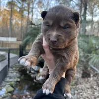 Cupid, a male Siberian Husky for sale in Virginia Beach, VA – Photo 1 of 7