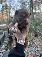 Cupid, a male Siberian Husky for sale in Virginia Beach, VA – Photo 7 of 7