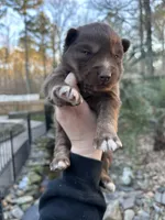 Cupid, a male Siberian Husky for sale in Virginia Beach, VA – Photo 2 of 7