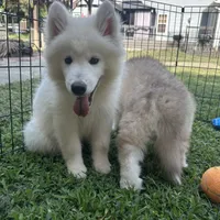 Jax OFA health tested parents, a male Siberian Husky for sale in Virginia Beach, VA – 2 of 9