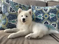 Lucian, a male Siberian Husky for sale in Virginia Beach, VA – 5 of 6