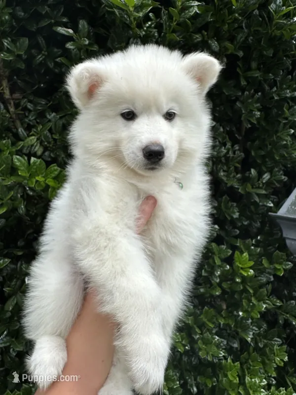 Athena – Siberian Husky puppy for sale in Virginia Beach, VA