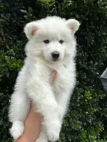 Athena, a female Siberian Husky for sale in Virginia Beach, VA – 1 of 8