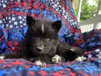 Lumi, a male Siberian Husky for sale in Virginia Beach, VA – 3 of 5