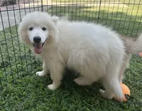 Jax OFA health tested parents, a male Siberian Husky for sale in Virginia Beach, VA – 3 of 9