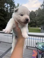 Rio, a male Siberian Husky for sale in Virginia Beach, VA – 2 of 8