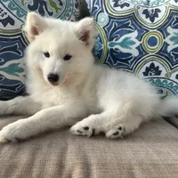 Yeti OFA health tested parents, a male Siberian Husky for sale in Virginia Beach, VA – 5 of 6