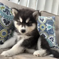 Leo OFA health tested parents, a male Siberian Husky for sale in Virginia Beach, VA – 2 of 7