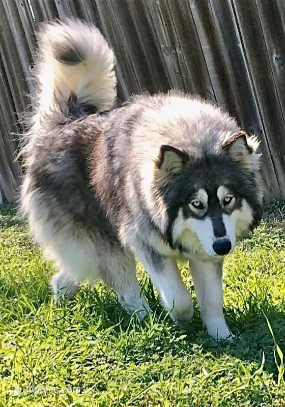 Kyla – Siberian Husky puppy for sale in Virginia Beach, VA