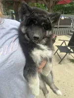 Luna, a female Siberian Husky for sale in Virginia Beach, VA – 4 of 9