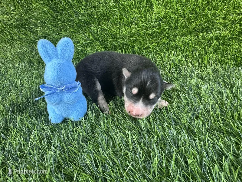 Rubble OFA health tested parents – Siberian Husky puppy for sale in Virginia Beach, VA