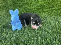 Rubble OFA health tested parents, a male Siberian Husky for sale in Virginia Beach, VA – Photo 1 of 5