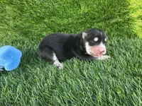 Rubble OFA health tested parents, a male Siberian Husky for sale in Virginia Beach, VA – Photo 2 of 5