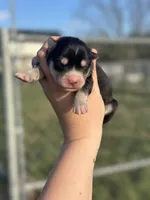 Rubble OFA health tested parents, a male Siberian Husky for sale in Virginia Beach, VA – Photo 5 of 5