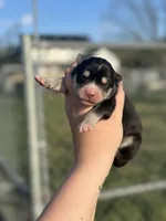 Rubble OFA health tested parents, a male Siberian Husky for sale in Virginia Beach, VA – Photo 4 of 5