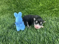Rubble OFA health tested parents, a male Siberian Husky for sale in Virginia Beach, VA – Photo 3 of 5