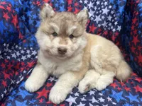 Loki, a male Siberian Husky for sale in Virginia Beach, VA – 2 of 6