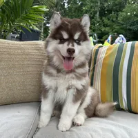 Rubble, a male Siberian Husky for sale in Virginia Beach, VA – 6 of 9