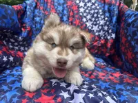 Maui, a male Siberian Husky for sale in Virginia Beach, VA – 7 of 9