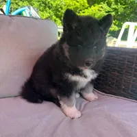 Raven OFA health tested parents, a female Siberian Husky for sale in Virginia Beach, VA – 9 of 9