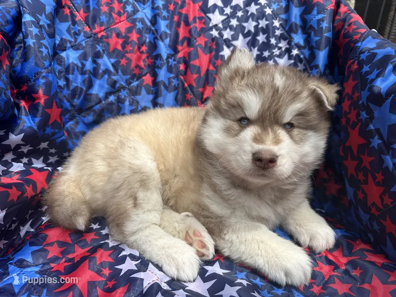 Maui – Siberian Husky puppy for sale in Virginia Beach, VA