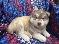 Maui, a male Siberian Husky for sale in Virginia Beach, VA – 1 of 9