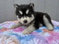 Leo, a male Siberian Husky for sale in Virginia Beach, VA – 6 of 9