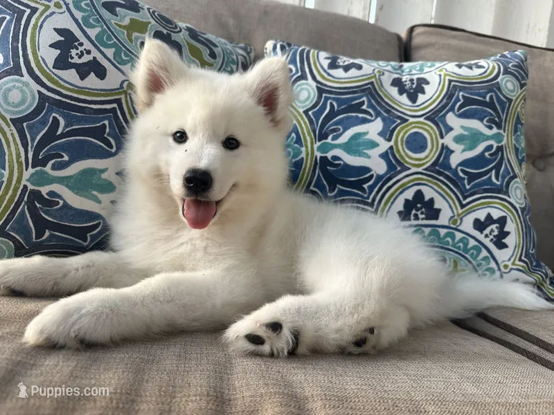 Yeti OFA health tested parents – Siberian Husky puppy for sale in Virginia Beach, VA