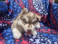 Maui, a male Siberian Husky for sale in Virginia Beach, VA – 3 of 9