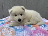 Denali OFA health tested patents , a male Siberian Husky for sale in Virginia Beach, VA – 1 of 7