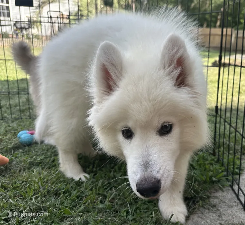 Marshmallow OFA health tested parents – Siberian Husky puppy for sale in Virginia Beach, VA