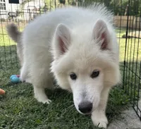 Marshmallow OFA health tested parents, a male Siberian Husky for sale in Virginia Beach, VA – 1 of 8