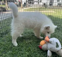 Marshmallow OFA health tested parents, a male Siberian Husky for sale in Virginia Beach, VA – 8 of 8