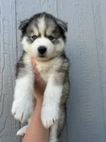 Zero OFA health tested parents, a male Siberian Husky for sale in Virginia Beach, VA – 7 of 8