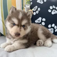 Ranger, a male Siberian Husky for sale in Virginia Beach, VA – 2 of 6