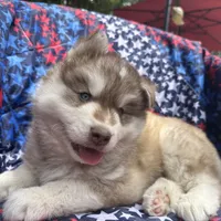 Maui, a male Siberian Husky for sale in Virginia Beach, VA – 6 of 9