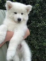 Yeti OFA health tested parents, a male Siberian Husky for sale in Virginia Beach, VA – 4 of 7