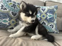 Leo OFA health tested parents, a male Siberian Husky for sale in Virginia Beach, VA – 7 of 7