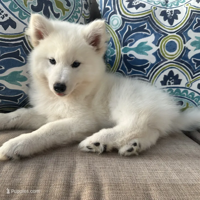 Miles – Siberian Husky puppy for sale in Virginia Beach, VA