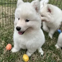 Yogi, a male Siberian Husky for sale in Virginia Beach, VA – Photo 3 of 5