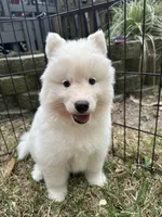 Yogi, a male Siberian Husky for sale in Virginia Beach, VA – Photo 2 of 5