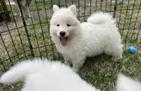 Yogi, a male Siberian Husky for sale in Virginia Beach, VA – Photo 4 of 5