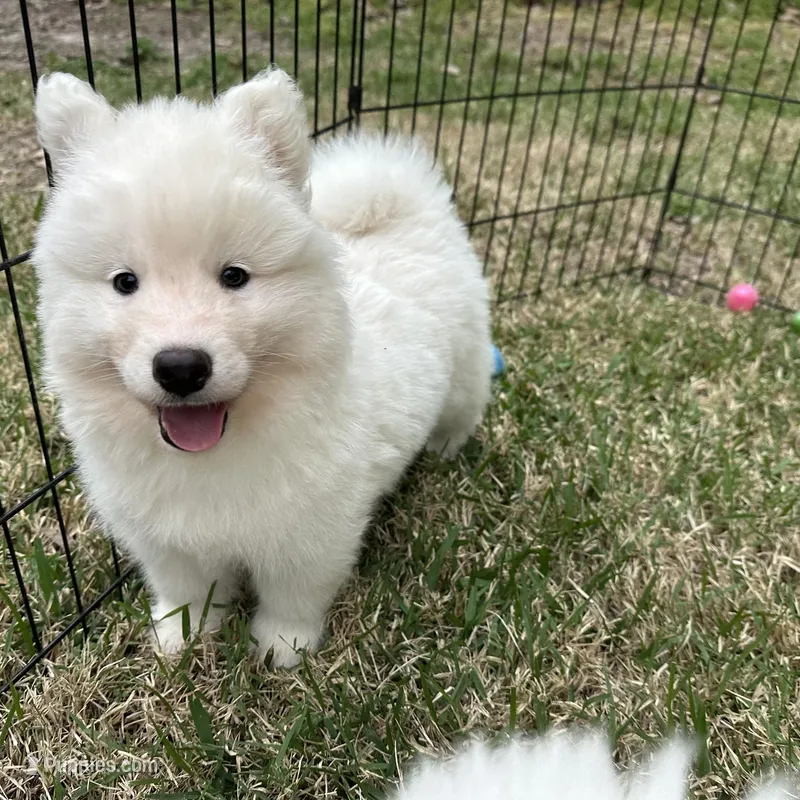 Yogi – Siberian Husky puppy for sale in Virginia Beach, VA