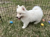 Yogi, a male Siberian Husky for sale in Virginia Beach, VA – Photo 5 of 5