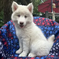 Lilo, a female Siberian Husky for sale in Virginia Beach, VA – 9 of 9
