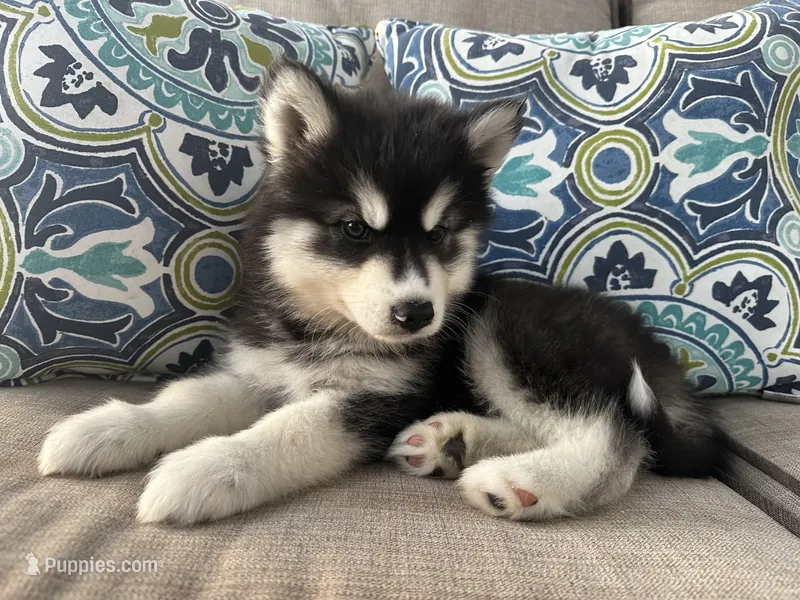 Leo OFA health tested parents – Siberian Husky puppy for sale in Virginia Beach, VA