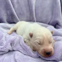 Frosty, a male Siberian Husky for sale in Virginia Beach, VA – 2 of 7