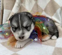 Steele OFA health tested parents, a male Siberian Husky for sale in Virginia Beach, VA – Photo 4 of 8